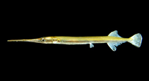 Image of Xenentodon cancila (Freshwater garfish)