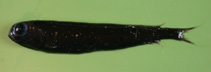 Image of Xenodermichthys copei (Bluntsnout smooth-head)
