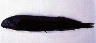 Image of Xenodermichthys nodulosus 