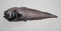 Image of Xyelacyba myersi (Gargoyle cusk)