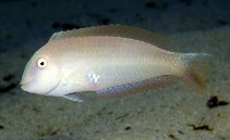 Image of Xyrichtys novacula (Pearly razorfish)