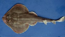 Image of Zapteryx brevirostris (Lesser guitarfish)