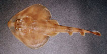Image of Zapteryx brevirostris (Lesser guitarfish)