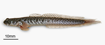 Image of Zappa confluentus (Slender mudskipper)