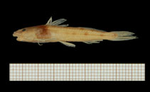 Image of Zaireichthys heterurus 