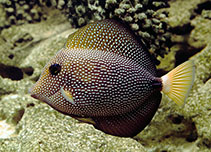 Image of Zebrasoma gemmatum (Spotted tang)