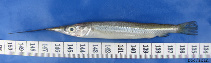 Image of Zenarchopterus rasori (Short river garfish)