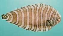 Image of Zebrias synapturoides (Indian zebra sole)