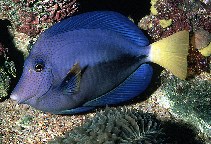 Image of Zebrasoma xanthurum (Yellowtail tang)