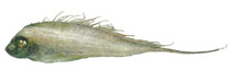 Image of Zu cristatus (Scalloped ribbonfish)