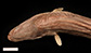 Gynil_u3.jpg