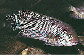Vimic_u0.jpg