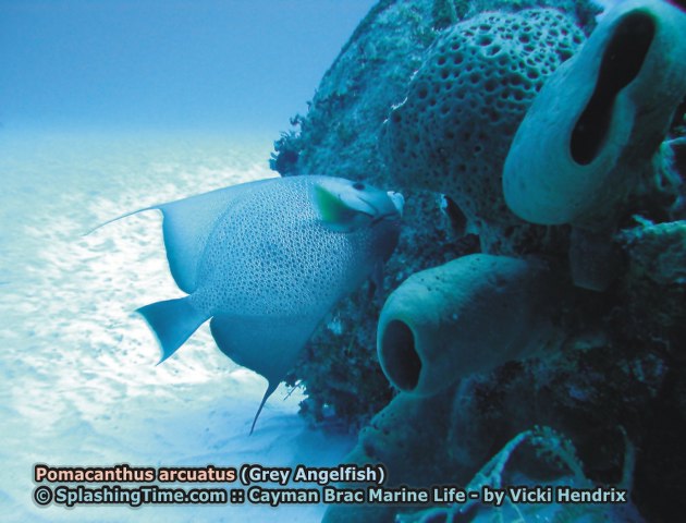 ../tools/UploadPhoto/uploads/Pomacanthus_arcuatus_(grey_angelfish).jpg